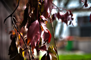 Illustration for article titled Shooting Challenge Fall Leaves Gallery 7